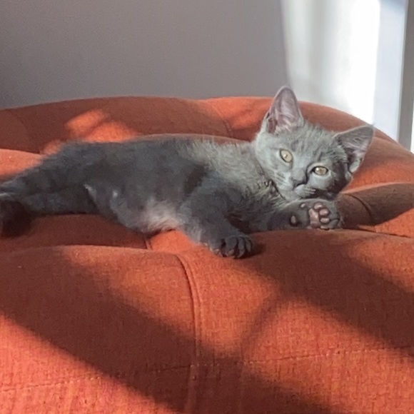 Meet the Posher Other - Meet your Posher, Claudy